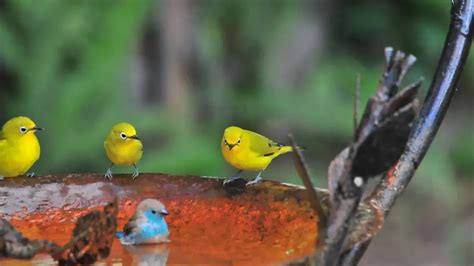 庭 鳥|庭に野鳥を呼ぼう！！